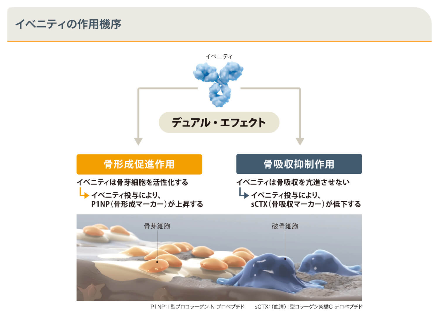 イベニティの作用機序